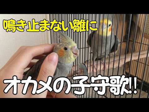 【不思議‼】泣き止まない雛に先輩オカメが子守歌を歌うと…