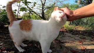 草むらにいた野良猫をナデナデすると他の猫も遠くからこっちを見ていた
