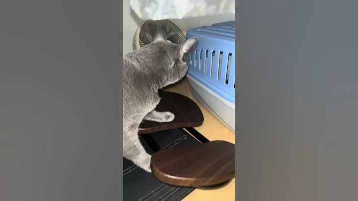 Watch the video about Exploration #cat #kitten #cute #somali #russianblue