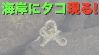 小魚を泳がせて大物を狙う【ミジュン釣り　＃1】