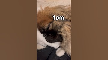 Thumbnail of So much for staying active ey?! #pekingese #doglover #funny #dog #cutedog #petowner