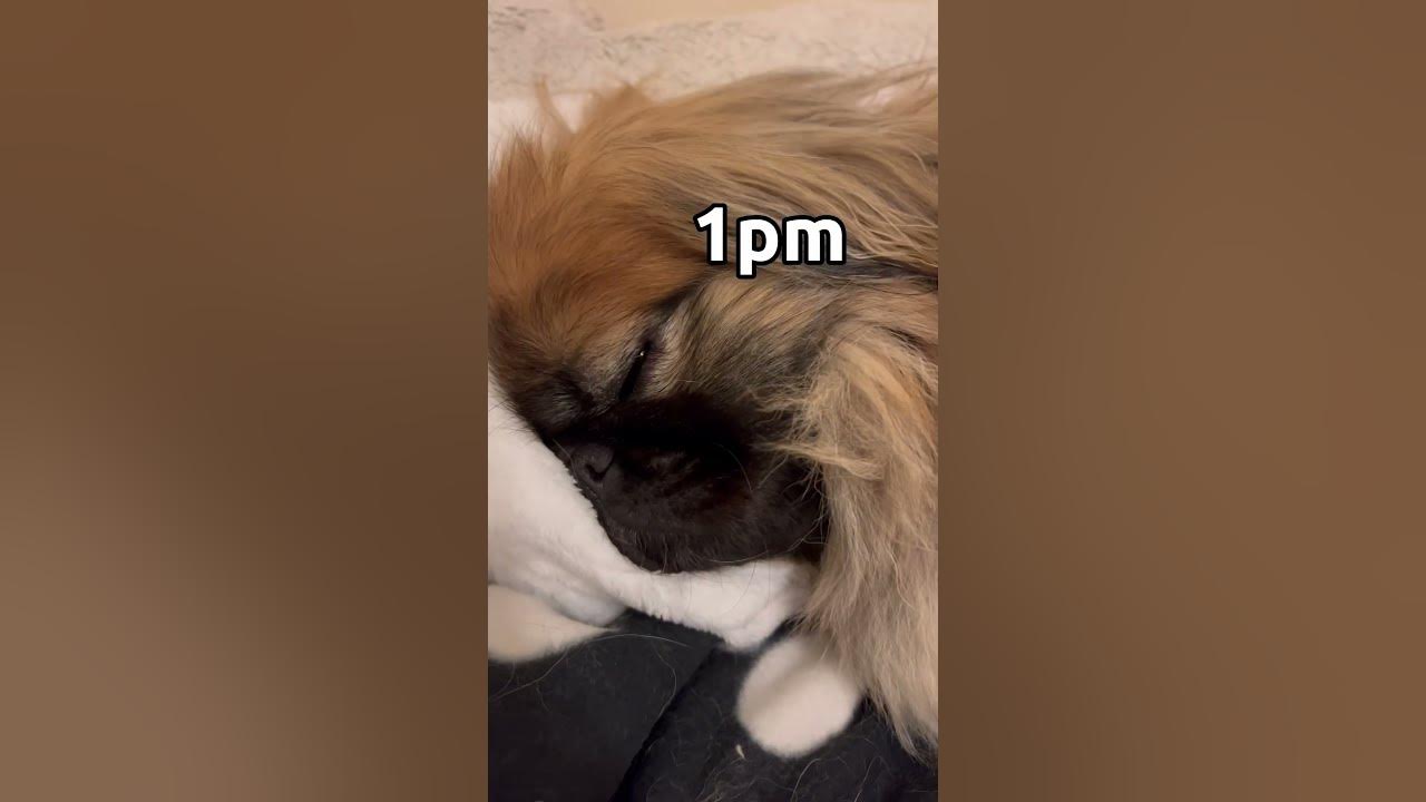 So much for staying active ey?! #pekingese #doglover #funny #dog #cutedog #petowner