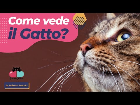 Video: I gattini potrebbero vedere al buio?