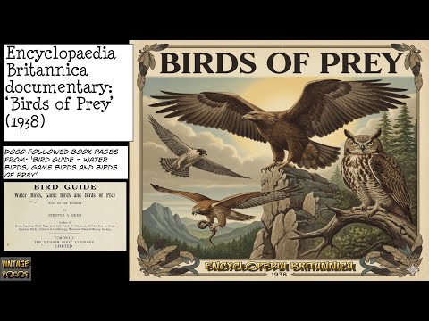 Birds of Prey still