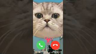 Download Lagu Hello cat #hellocats #catcalling #catringtone #ringtones #bestringtone #soundsgood #iphoneringtone # MP3