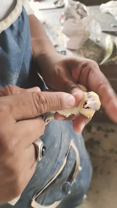 Download lagu how to hand feed cockatiel self baby #birds #cockatiel