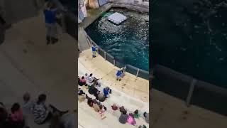 SEA LION SHOW 2022 #Shorts #Canada