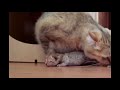 Funny Cats - Compilation for laugh - Reverse video
