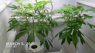 At Home DIY Grow Journal 14: What Is Flowering? Week 12