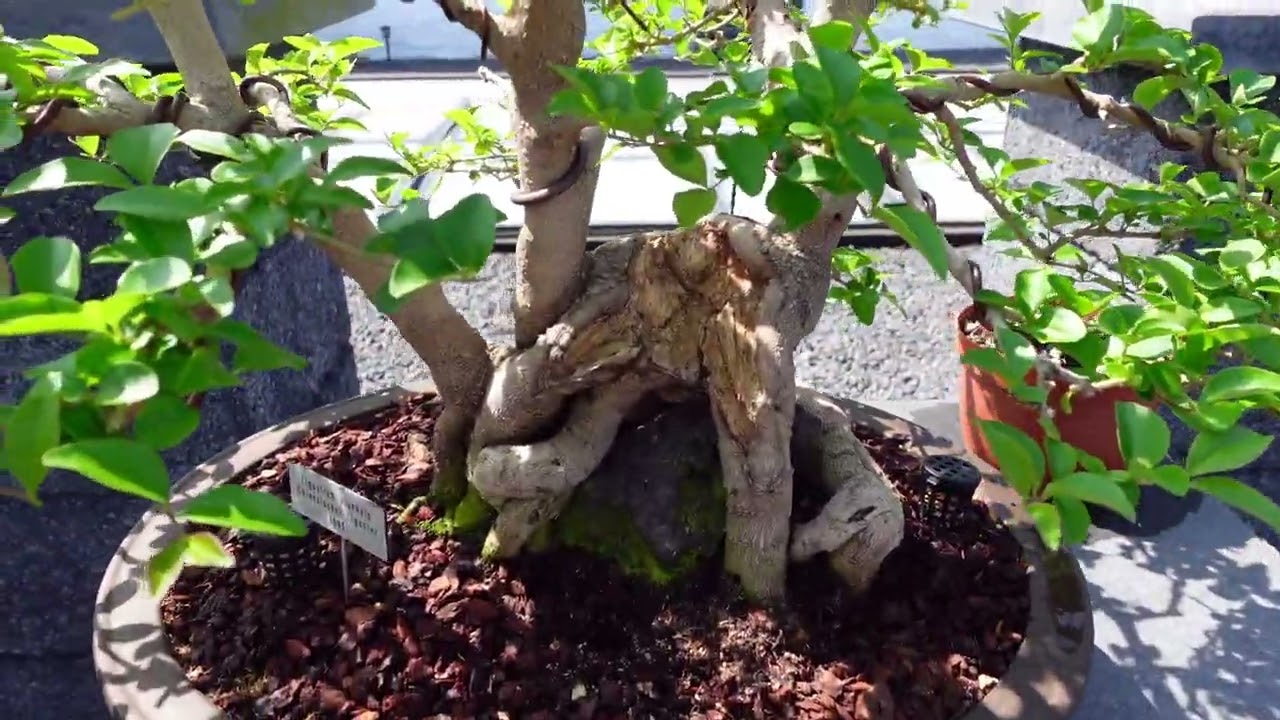 Welt Bonsai Tag 2024 bei Black Label Bonsai