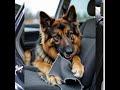 Road Trips with Rover: Safe and Happy Journeys #dogcarseat  #dogtravel