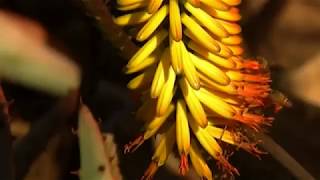 O... Lord/Cip. Tomy Tolla' Pongsinaran