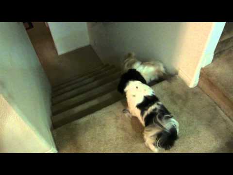 indoor-shih-tzu-exercise