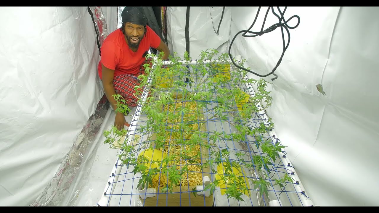 Lemon Skunk Day 10 of Flower by Green House Seeds - The Revamp