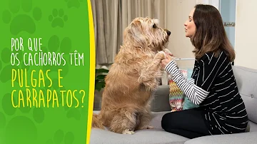Quanto tempo o carrapato fica no cachorro?