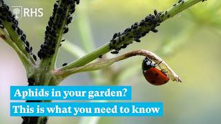 How to deal with Aphids in your garden | The RHS
