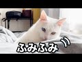 うっかり朝寝坊したらオッドアイのぬこにこんな顔で足元ふみふみされてました...笑