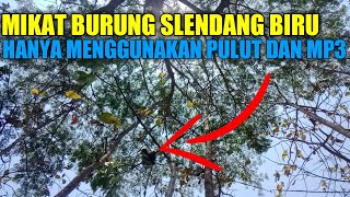 Mikat Burung slendang biru hanya menggunakan pulut dan mp3