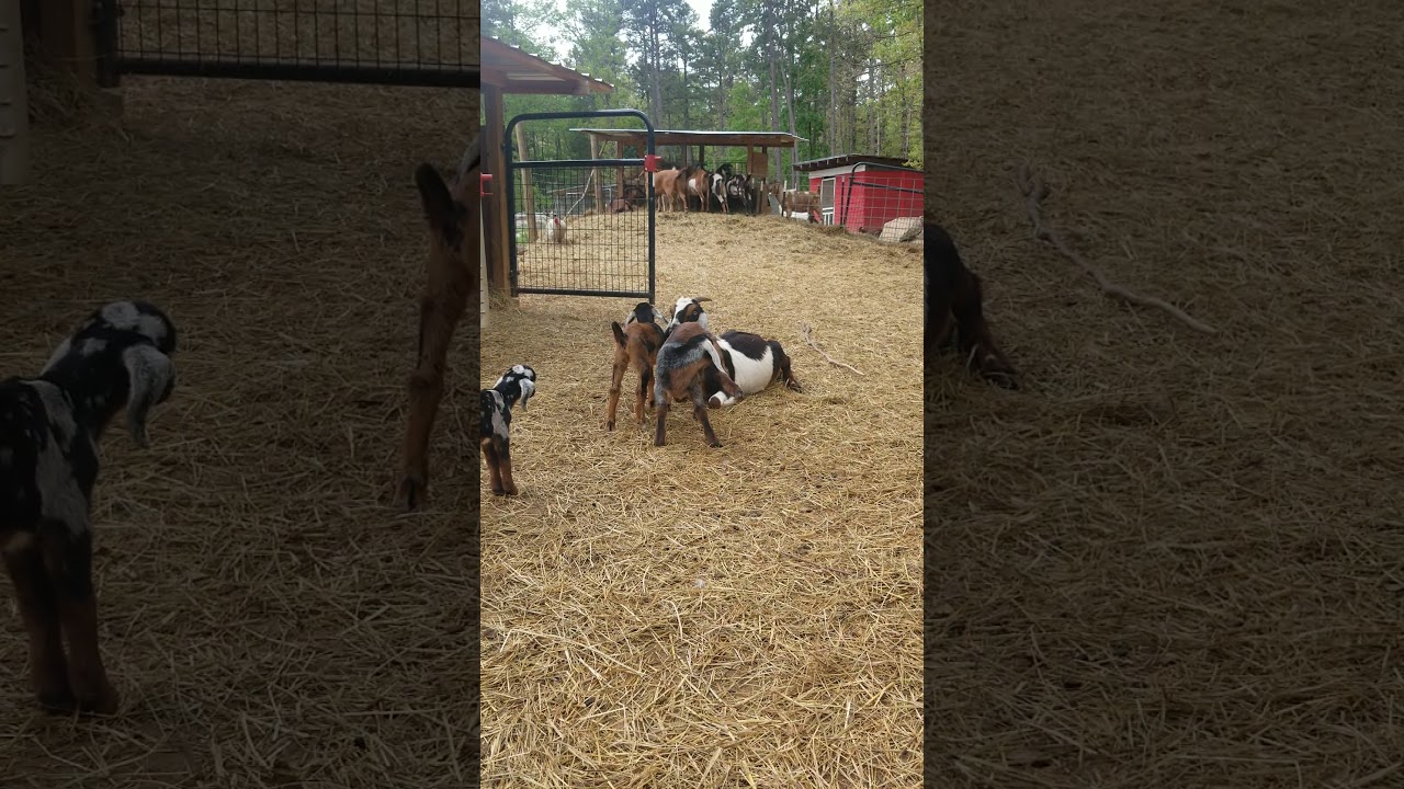 If you ever wanted to know what it like to be a goat Mom just watch Ally