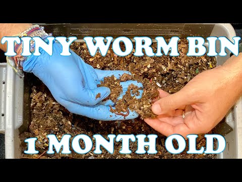 What Should A Worm Bin Look Like After 1 Month? Red Wiggler DIY Worm Bin | Vermicompost Worm Farm