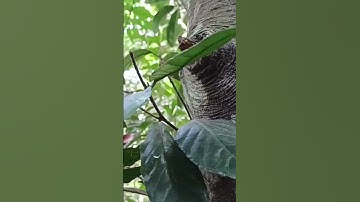 Bẫy sóc bằng lồng bẫy chuột, dính được em sóc bông quá đã luôn #shorts