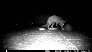 Foxy Eat Despite Huffing Hedgehog. The Fox Is Eating Dog Biscuits.