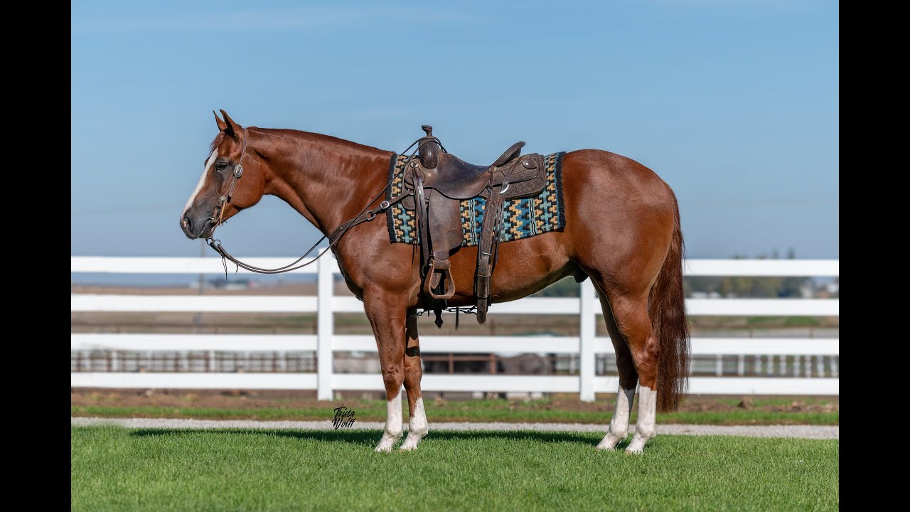 Lot 31 Sneaker 2017 AQHA Gelding Sells May 21st in the Five Star