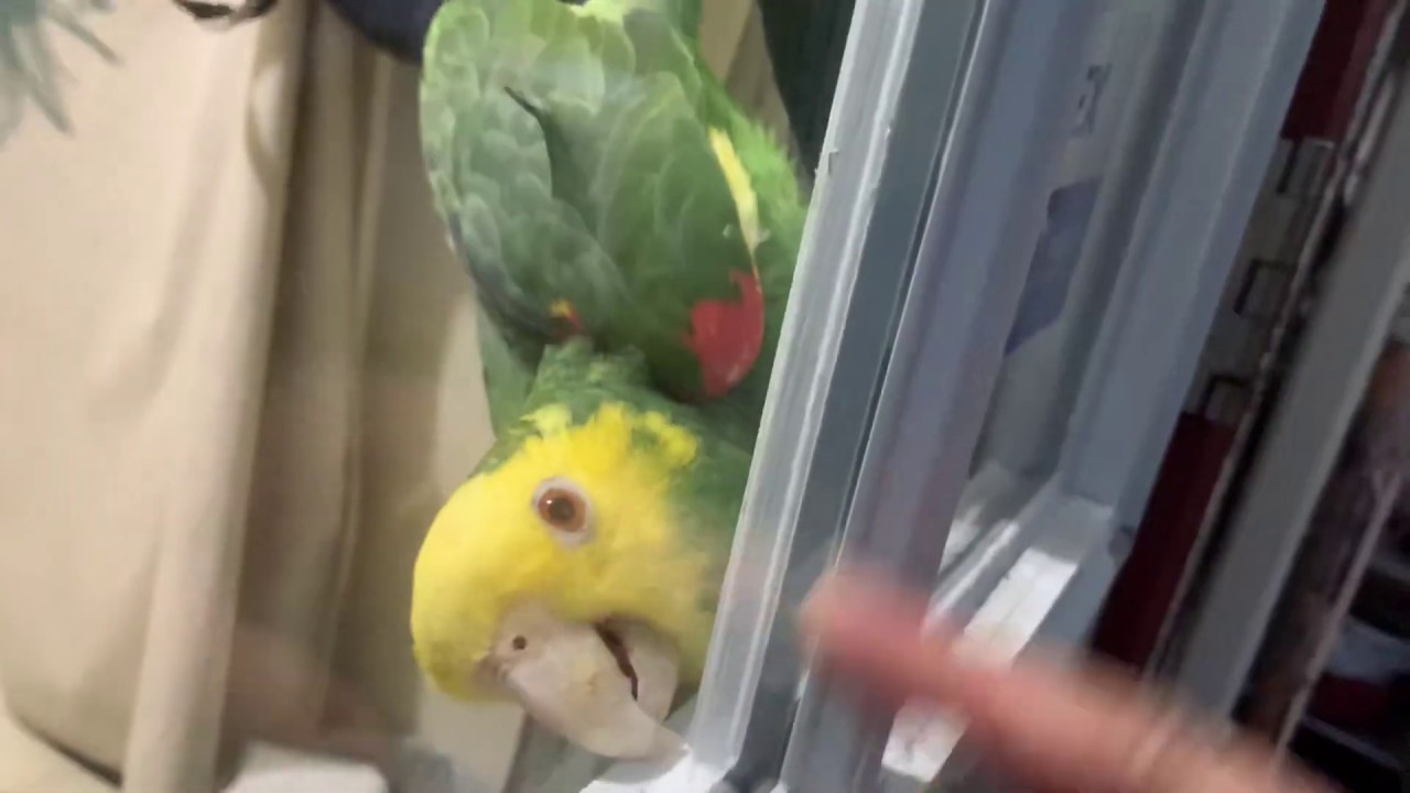 Double yellow headed amazon parrot is spying through a door! 