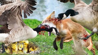 Fox Vs Goose_ Mother Goose Risks Her Life To Kill Treacherous Fox To Protect Her Chicks