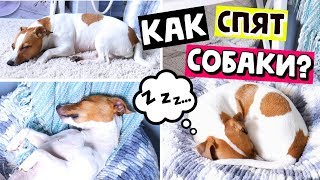СОН СОБАК | О ЧЕМ ГОВОРЯТ ПОЗЫ ДЛЯ СНА У СОБАК? СОН СОБАК | О ЧЕМ ГОВОРЯТ ПОЗЫ ДЛЯ СНА У СОБАК?