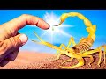 Deadliest Scorpion STING On Earth Arabian Deathstalker 