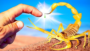 Deadliest Scorpion STING on Earth! (Arabian Deathstalker) 