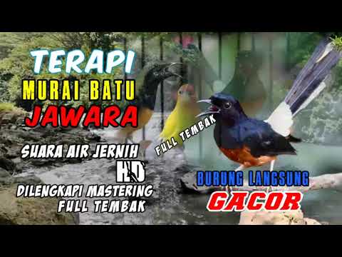 NATURAL THERAPY PLUS SUARA KICAU BURUNG PALING AMPUH
