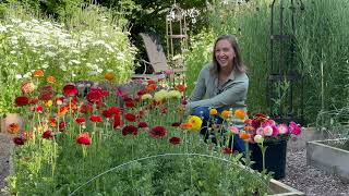 Ranunculus Flower Stand Setup & Sharing New Growing Methods for Healthier Ranunculus Flowers!!!