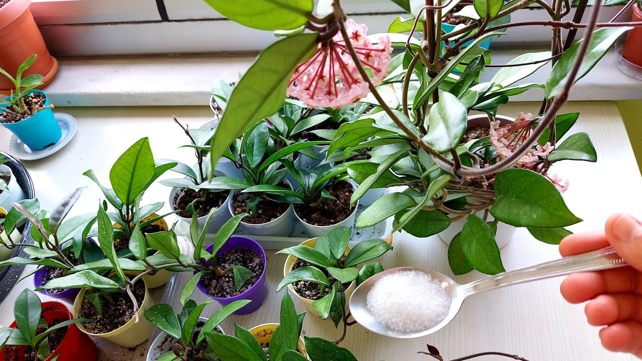 🔥MUM ÇİÇEĞİNİZ COŞSUN 🌸 HOYA CARNOSA / ÇİÇEK AÇTIRMA / MUM ÇİÇEĞİ BAKIMI / HOYA BAKIMI