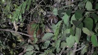 Bengal Slow Loris! Hello There!