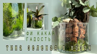 видео: Что я делаю с налетом в посадках орхидей?! картинка: Что я делаю с налетом в посадках орхидей?!