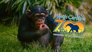 The Wild and Wonderful North Carolina Zoo screenshot 2