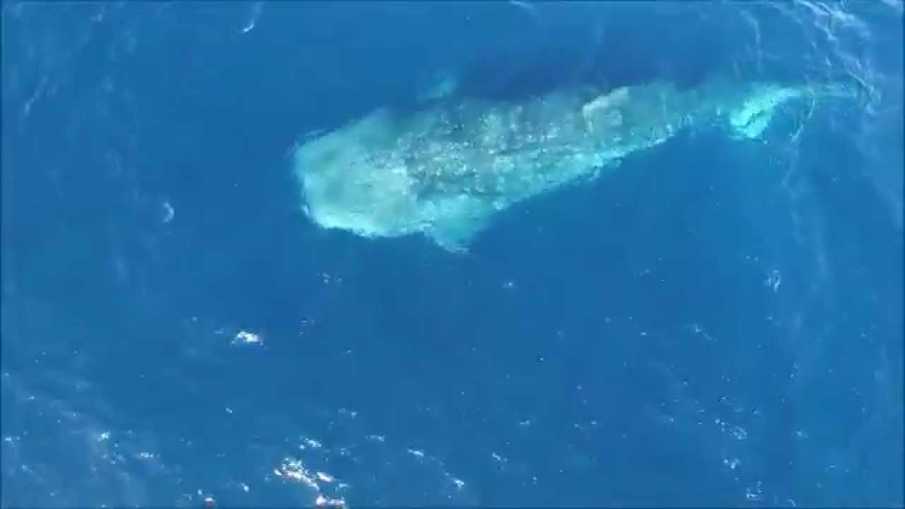 camera iphone 8 plus apk whale shark 1.5 miles off Point Dume