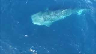 whale shark 1.5 miles off Point Dume