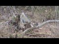 caza de reina mora