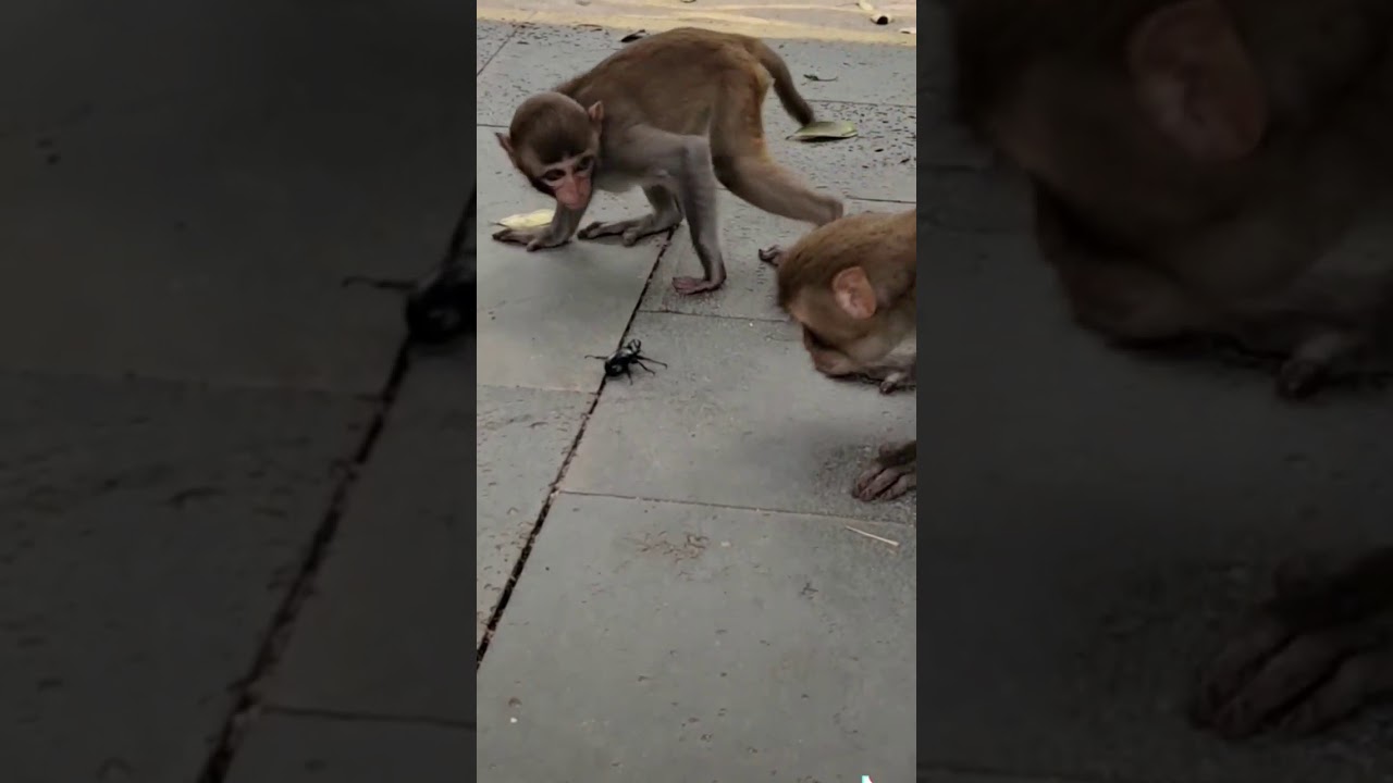 best funny clip of monkeys || animal fun