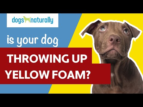 Video: Prečo je môj pes Zvracanie žlčou ráno?