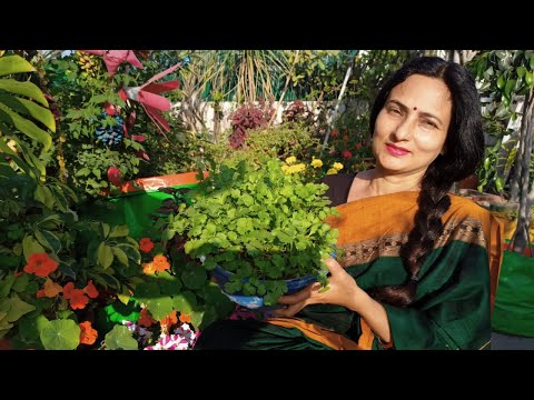 आसानी से अपने घर पर धनिया उगाएं | Easy way to grow coriander | Detailed video