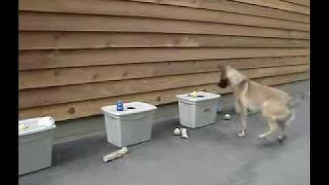 Detection Dog Training Passive Alert Part 1 of 3