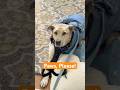 Dog Bite Prevention
