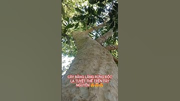 CÂY BẰNG LĂNG RỪNG ĐỘC LẠ TUYỆT THẾ TRÊN TÂY NGUYÊN HÙNG VĨ