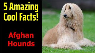 5 Fascinating Facts About Afghan Hounds