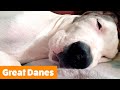 Cutest Great Danes | Funny Pet Videos