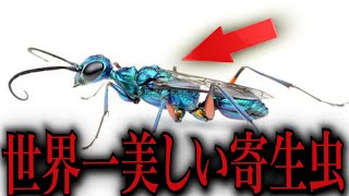 寄生されたら助からない…恐ろしい寄生虫まとめ【キモカワな虫#7】